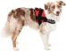 Harness Maestro